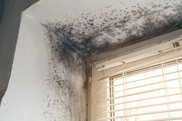 Affordable Basement Mold Removal solutions in Kingsville, MD